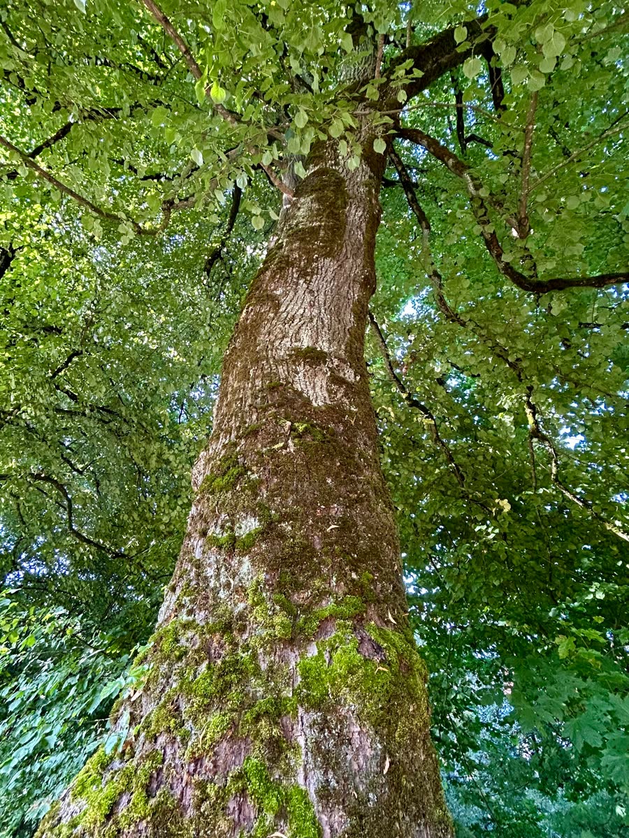 Grand arbre vu depuis le pied, tronc moussu s'élançant vers une canopée de feuilles vertes — la forêt, premier maître de Martial