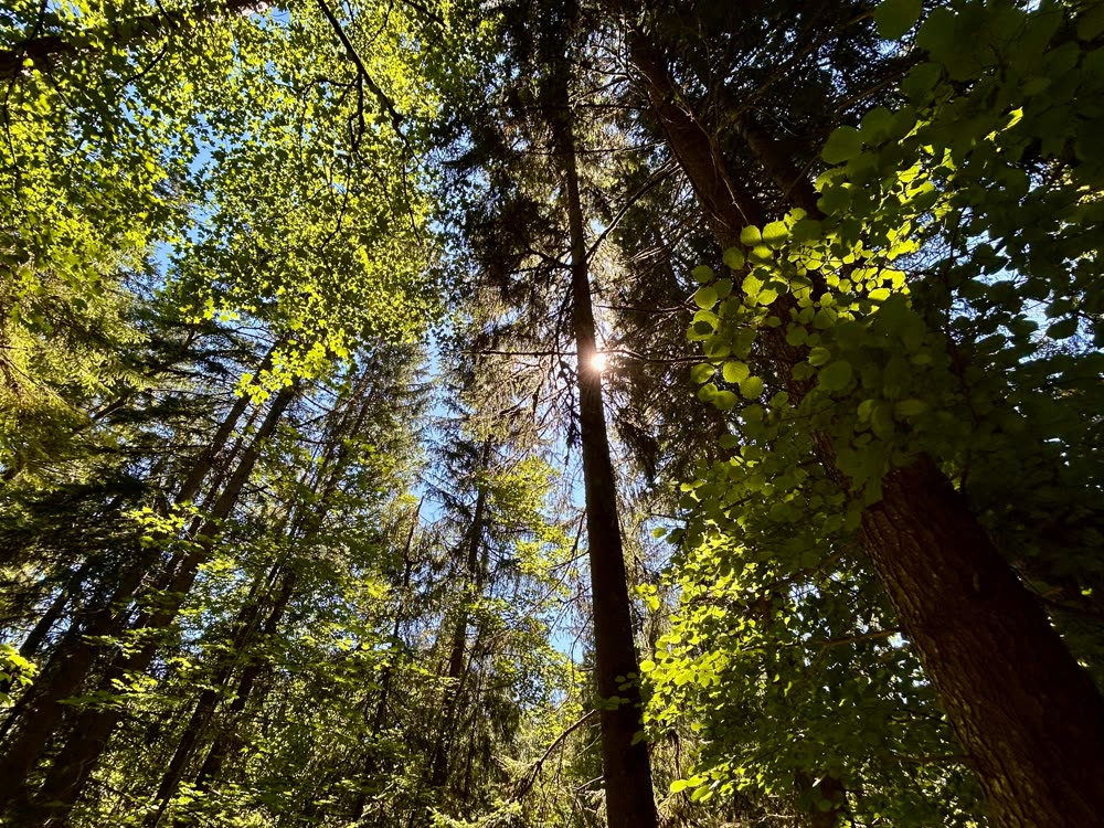 Sous-bois éclairé par le soleil perçant à travers la canopée d'une forêt