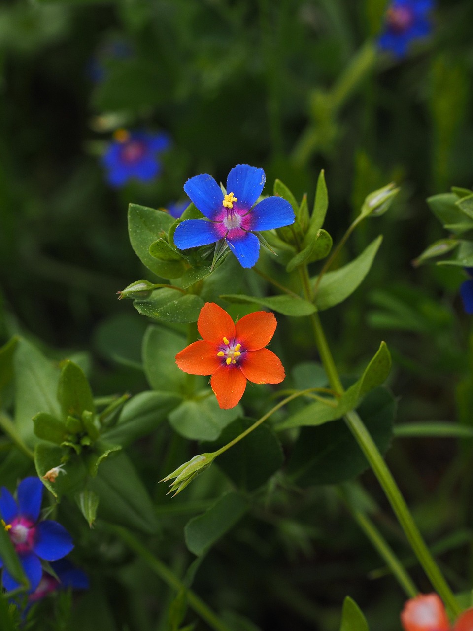 Mouron rouge (Anagallis arvensis), plante de la tradition herboriste européenne