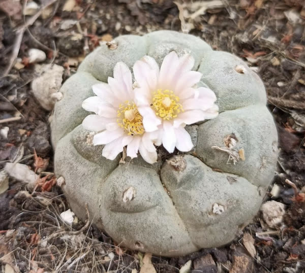 Lophophora williamsii en fleur, plante emblème du groupe Zincum dans la lecture diathésique